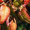 Koelreuteria paniculata, fruit
