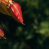 Koelreuteria paniculata, fruit