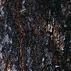 Koelreuteria paniculata, bark