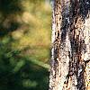 Koelreuteria paniculata, bark