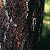 Koelreuteria paniculata, bark