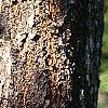 Koelreuteria paniculata, bark