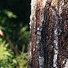 Koelreuteria paniculata, bark