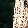 Koelreuteria paniculata, bark