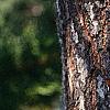Koelreuteria paniculata, bark
