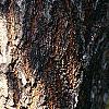 Koelreuteria paniculata, bark