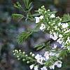 Xanthoceras sorbifolium, flowers