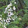 Xanthoceras sorbifolium, flowers