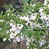Xanthoceras sorbifolium, flowers