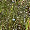 Sarracenia flava, habit
