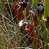 Sarracenia flava, habit