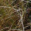 Sarracenia flava, habit