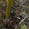 Sarracenia flava, habit
