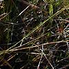 Sarracenia flava, habit