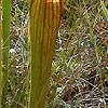 Sarracenia flava, habit