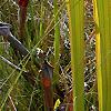 Sarracenia flava, habit