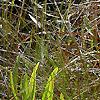 Sarracenia flava, habit