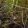 Sarracenia flava, habit
