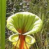 Sarracenia flava, habit