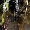 Sarracenia leucophylla, habit