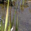 Sarracenia leucophylla, habit