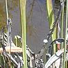 Sarracenia leucophylla, habit