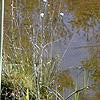 Sarracenia leucophylla, habit