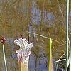 Sarracenia leucophylla, habit
