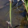 Sarracenia leucophylla, habit