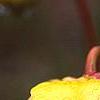 Sarracenia minor, flowers