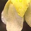 Sarracenia minor, flowers