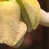 Sarracenia minor, flowers