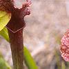 Sarracenia rubra, habit