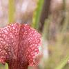 Sarracenia rubra, habit