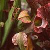 Sarracenia rubra, habit