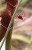 Sarracenia rubra, habit