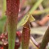 Sarracenia rubra, habit