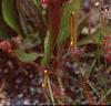 Sarracenia rubra, habit