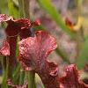 Sarracenia rubra, habit