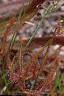 Sarracenia rubra, habit