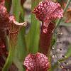 Sarracenia rubra, habit