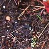 Sarracenia purpurea var. burkii, habit