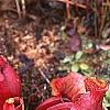 Sarracenia purpurea var. burkii, habit