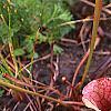 Sarracenia purpurea var. burkii, habit
