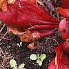 Sarracenia purpurea var. burkii, habit