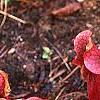 Sarracenia purpurea var. burkii, habit