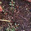 Sarracenia purpurea var. burkii, habit