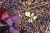 Sarracenia purpurea var. burkii, habit