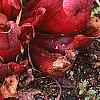 Sarracenia purpurea var. burkii, habit