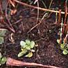 Sarracenia purpurea var. burkii, habit